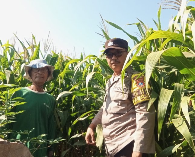 Bhabinkamtibmas Campurejo Cek Tanaman Jagung, Dorong Ketahanan Pangan dan Swasembada