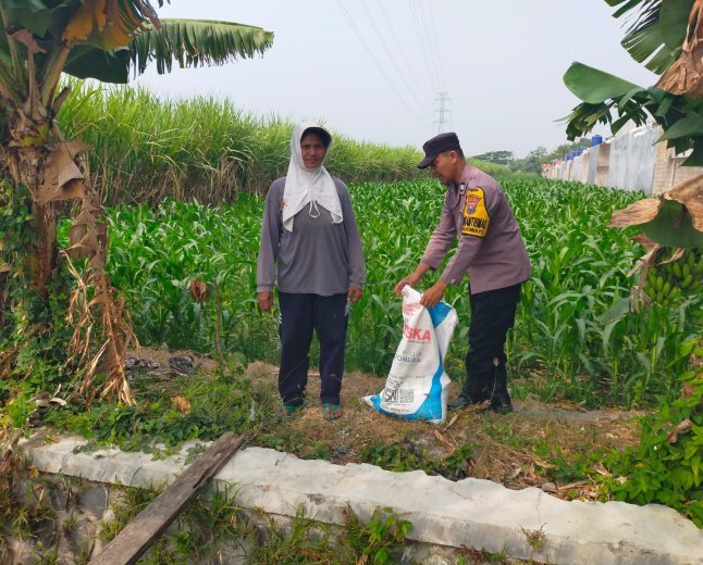 Bhabinkamtibmas Rejomulyo Turun ke Lahan Jagung, Dampingi Petani Persiapkan Pemupukan