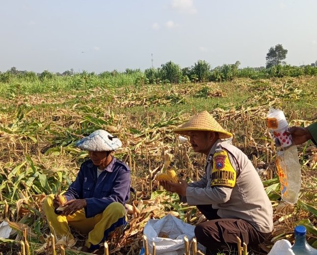 Jaga Ketahanan Pangan, Bhabinkamtibmas Dermo Aktif Dampingi Petani hingga Masa Panen