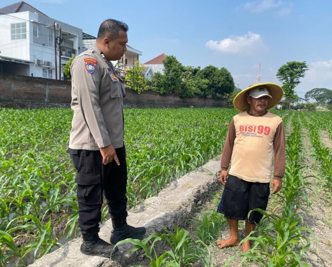 Bhabinkamtibmas Kelurahan Banjaran Dampingi Petani Jagung, Perkuat Ketahanan Pangan Menuju Swasembada Nasional