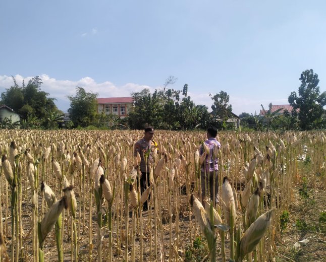 Bhabinkamtibmas Desa Kerep Dampingi Petani, Dorong Produktivitas Jagung Dukung Ketahanan Pangan