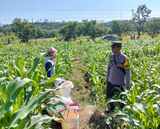 Bhabinkamtibmas Desa Jabon Dampingi Petani Lakukan Pemupukan Jagung, Dukung Ketahanan Pangan Nasional