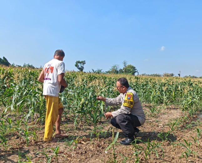 Bhabinkamtibmas Tamanan Dampingi Petani Jagung, Dorong Ketahanan Pangan dan Swasembada Nasional