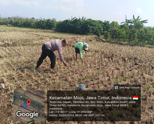 Bhabinkamtibmas Tambibendo Turun ke Sawah, Dukung Warga Perkuat Ketahanan Pangan Lewat Tanaman Jagung