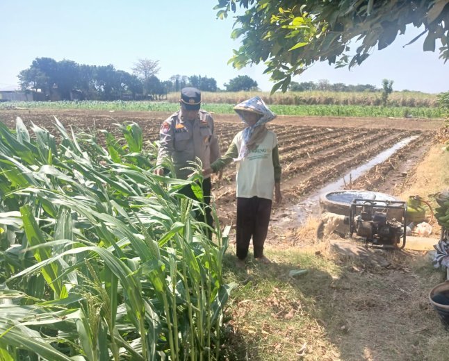 Bhabinkamtibmas Polsek Banyakan Cek Tanaman Jagung, Dorong Petani Perkuat Ketahanan Pangan