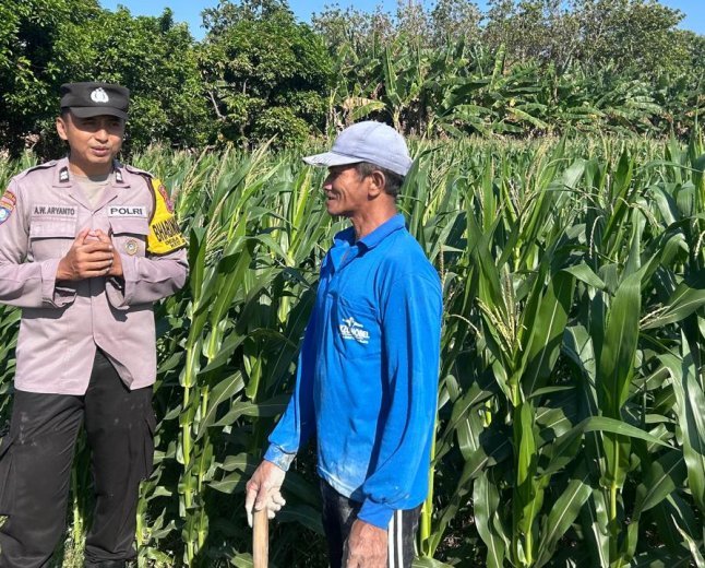 Sambang Lahan Pertanian, Bhabinkamtibmas Grogol Berikan Edukasi kepada Petani Jagung