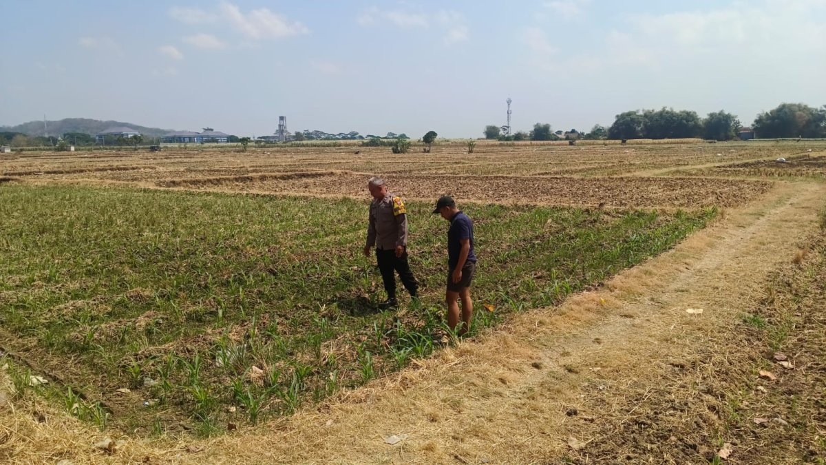Bhabinkamtibmas Sukorame Dampingi Petani Jagung, Dorong Ketahanan Pangan Menuju Swasembada