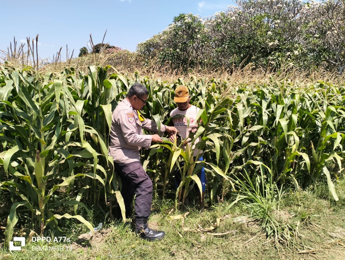 Bhabinkamtibmas Semampir Cek Tanaman Jagung, Dorong Petani Dukung Swasembada Pangan