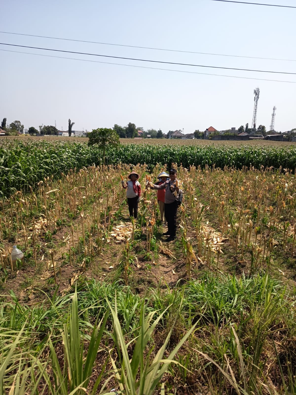 Bhabinkamtibmas Banjarmlati Dampingi Petani Panen Jagung, Dukung Ketahanan Pangan di Kota Kediri