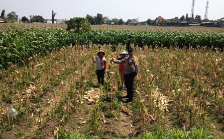 Bhabinkamtibmas Banjarmlati Dampingi Petani Panen Jagung, Dukung Ketahanan Pangan di Kota Kediri
