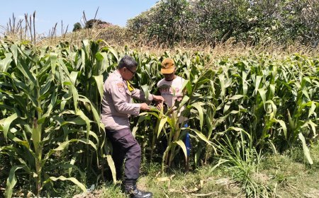 Bhabinkamtibmas Semampir Cek Tanaman Jagung, Dorong Petani Dukung Swasembada Pangan