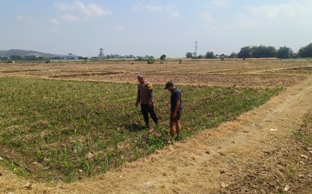 Bhabinkamtibmas Sukorame Dampingi Petani Jagung, Dorong Ketahanan Pangan Menuju Swasembada