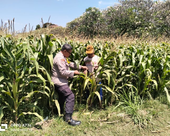 Bhabinkamtibmas Semampir Cek Tanaman Jagung, Dorong Petani Dukung Swasembada Pangan