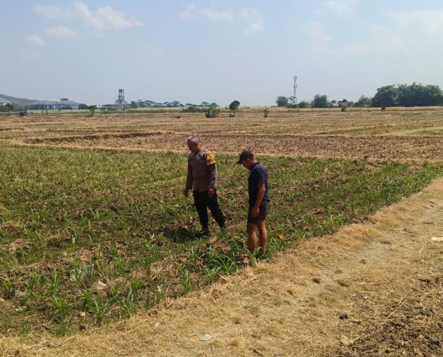 Bhabinkamtibmas Sukorame Dampingi Petani Jagung, Dorong Ketahanan Pangan Menuju Swasembada