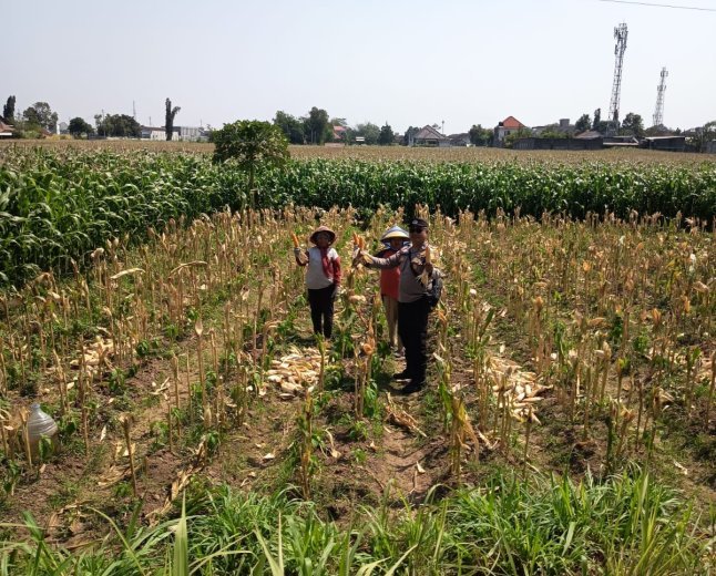 Bhabinkamtibmas Banjarmlati Dampingi Petani Panen Jagung, Dukung Ketahanan Pangan di Kota Kediri